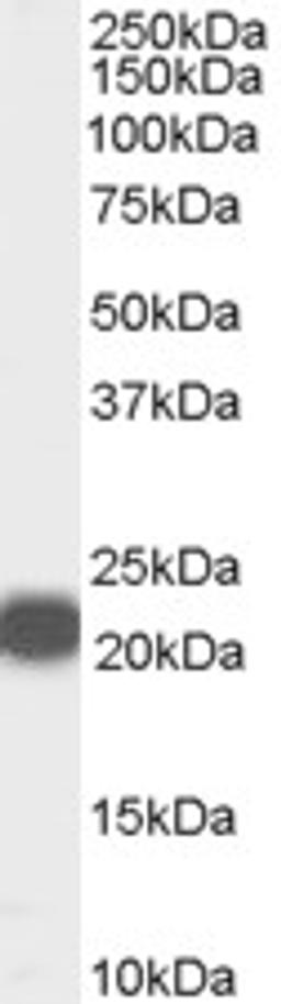 46-162 (0.01ug/ml) staining of Human Prostate lysate (35ug protein in RIPA buffer). Primary incubation was 1 hour. Detected by chemiluminescence.