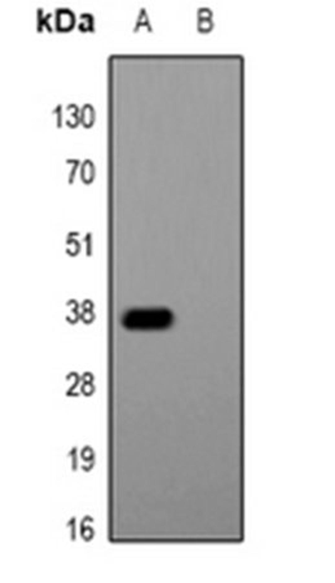 Western blot analysis of HEK293T cells transfected with vector overexpressing Glu-Glu tag (Lane 1) and untransfected (Lane 2) using Glu-Glu-tag antibody