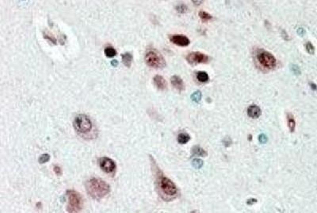 Immunohistochemistry-Paraffin: Nova1 Antibody [NBP1-00221] - IHC staining of paraffin embedded Human Cerebral Cortex at 2.5ug/ml. Steamed antigen retrieval with citrate buffer pH 6, AP-staining.