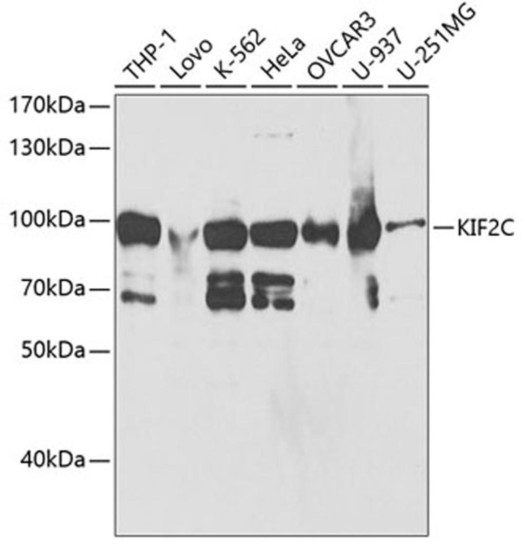 Western blot - KIF2C antibody (A5449)