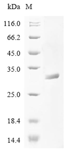 (Tris-Glycine gel) Discontinuous SDS-PAGE (reduced) with 5% enrichment gel and 15% separation gel.