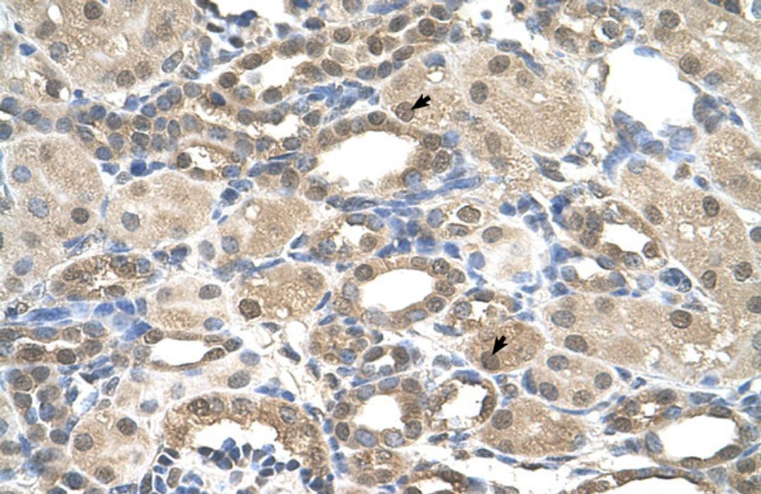 Antibody used in IHC on Human kidney.