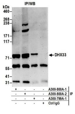 Detection of human DHX33 by western blot of immunoprecipitates.