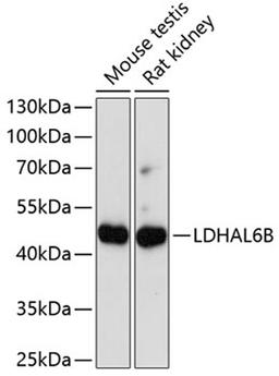 Western blot - LDHAL6B antibody (A14950)