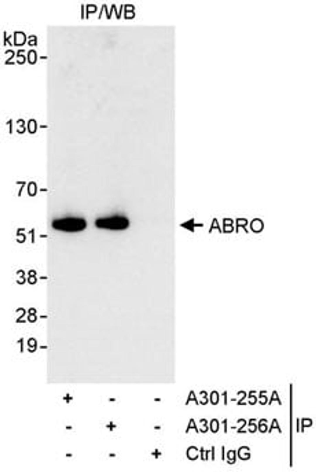 Detection of human ABRO by western blot of immunoprecipitates.