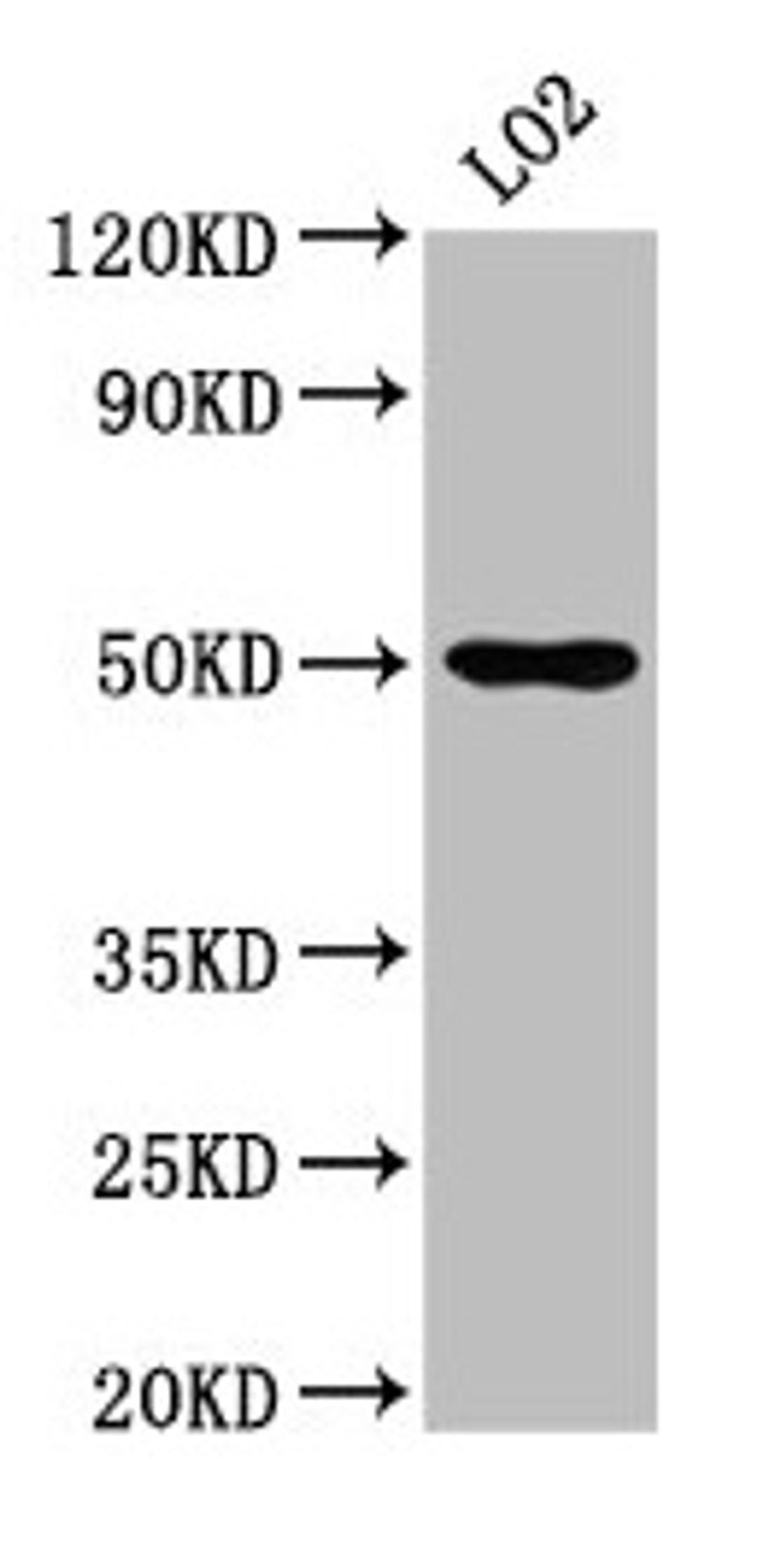 Western Blot. Positive WB detected in: LO2 whole cell lysate. All lanes: AGXT2 antibody at 4.9µg/ml. Secondary. Goat polyclonal to rabbit IgG at 1/50000 dilution. Predicted band size: 58, 50 kDa. Observed band size: 50 kDa