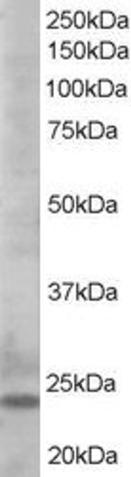 K562 cell lysate probed with Goat anti human BIM C-Terminal (AHP2074)