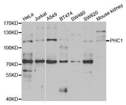 Western blot analysis of extracts of various cell lines using PHC1 antibody