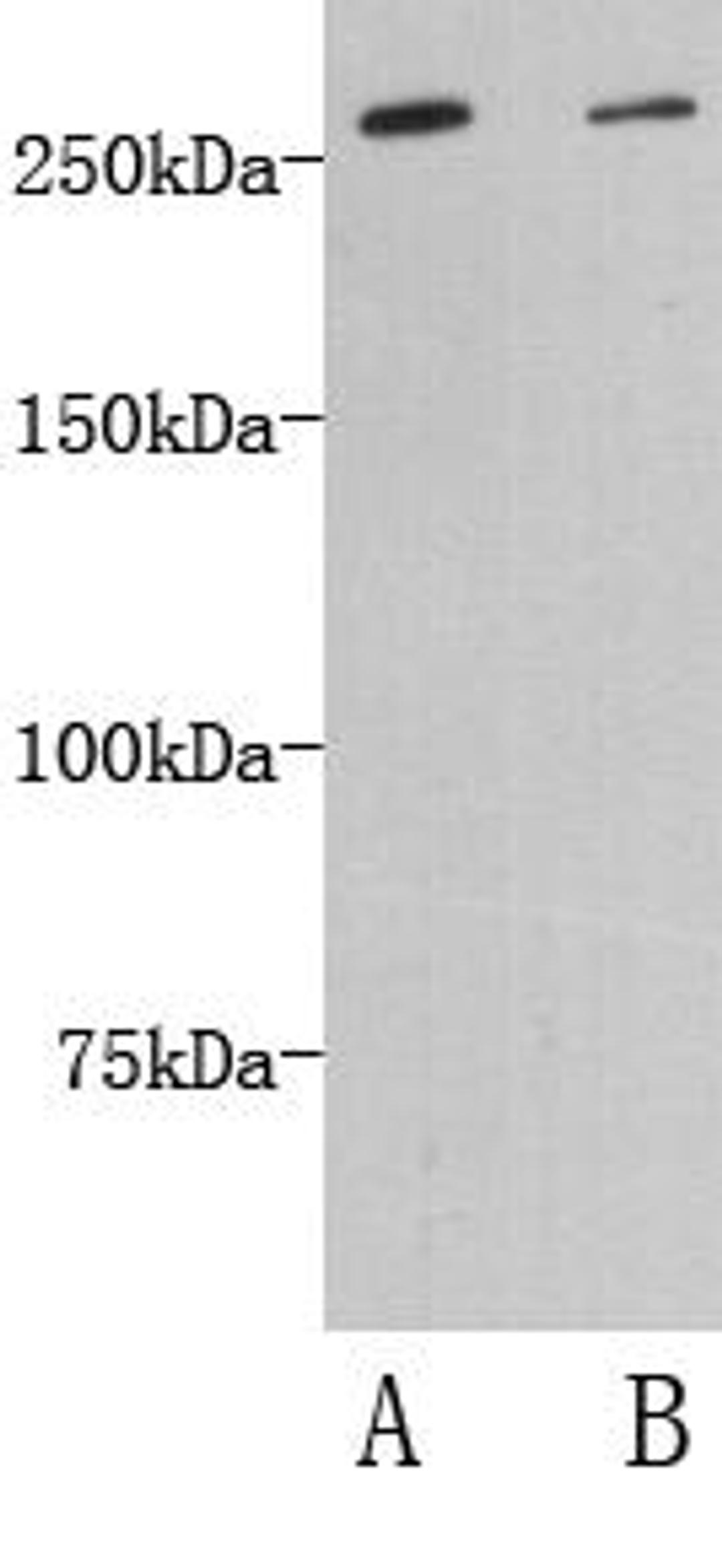 Western Blot analysis of human heart (lane A) and mouse heart (lane B) cell lysate using Dopey 2 antibody