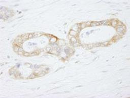 Detection of human USP3 by immunohistochemistry.