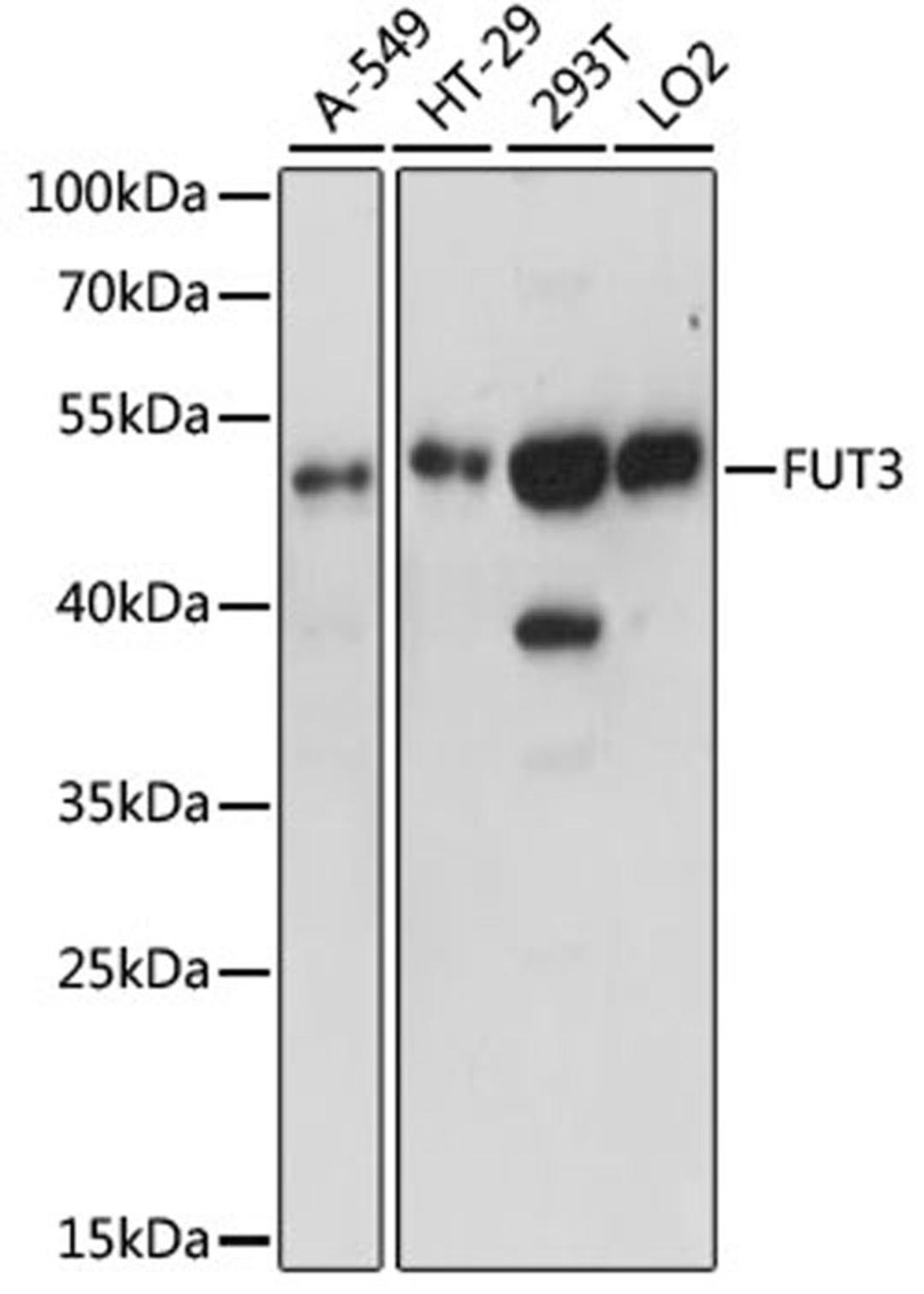 Western blot - FUT3 antibody (A15058)