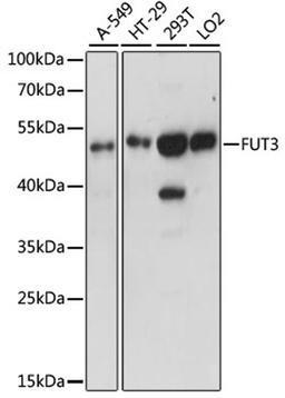 Western blot - FUT3 antibody (A15058)