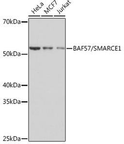 Western blot - BAF57/SMARCE1 Rabbit mAb (A3814)