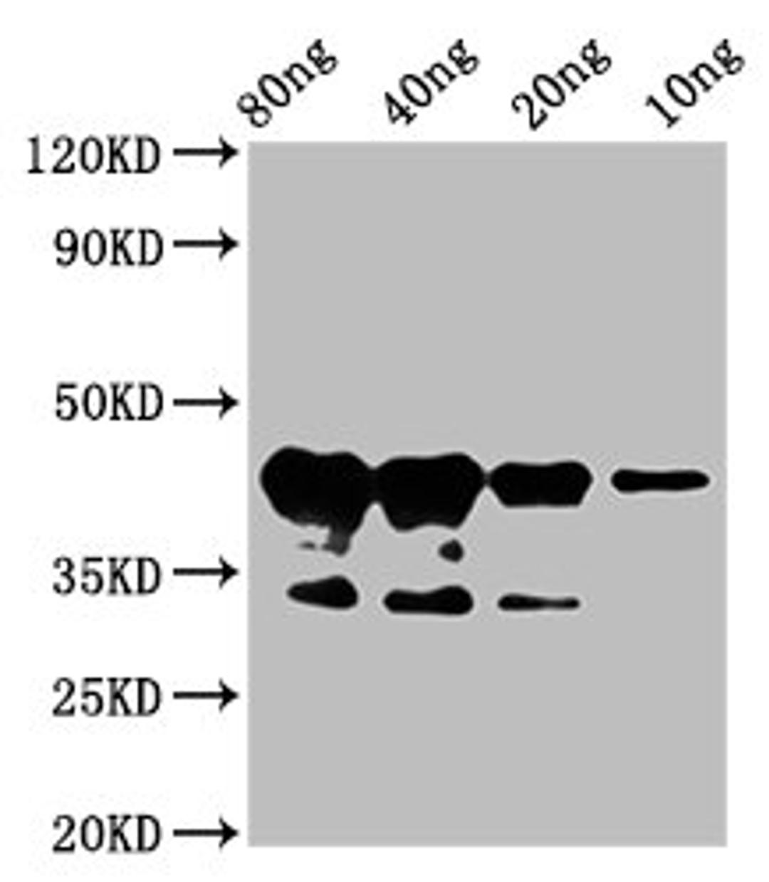 Western Blot. Positive WB detected in Recombinant protein. All lanes: MYB75 antibody&nbsp;at 6µg/ml. Secondary. Goat polyclonal to rabbit IgG at 1/50000 dilution. Predicted band size: 42 kDa. Observed band size: 42 kDa