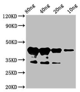 Western Blot. Positive WB detected in Recombinant protein. All lanes: MYB75 antibody&nbsp;at 6µg/ml. Secondary. Goat polyclonal to rabbit IgG at 1/50000 dilution. Predicted band size: 42 kDa. Observed band size: 42 kDa