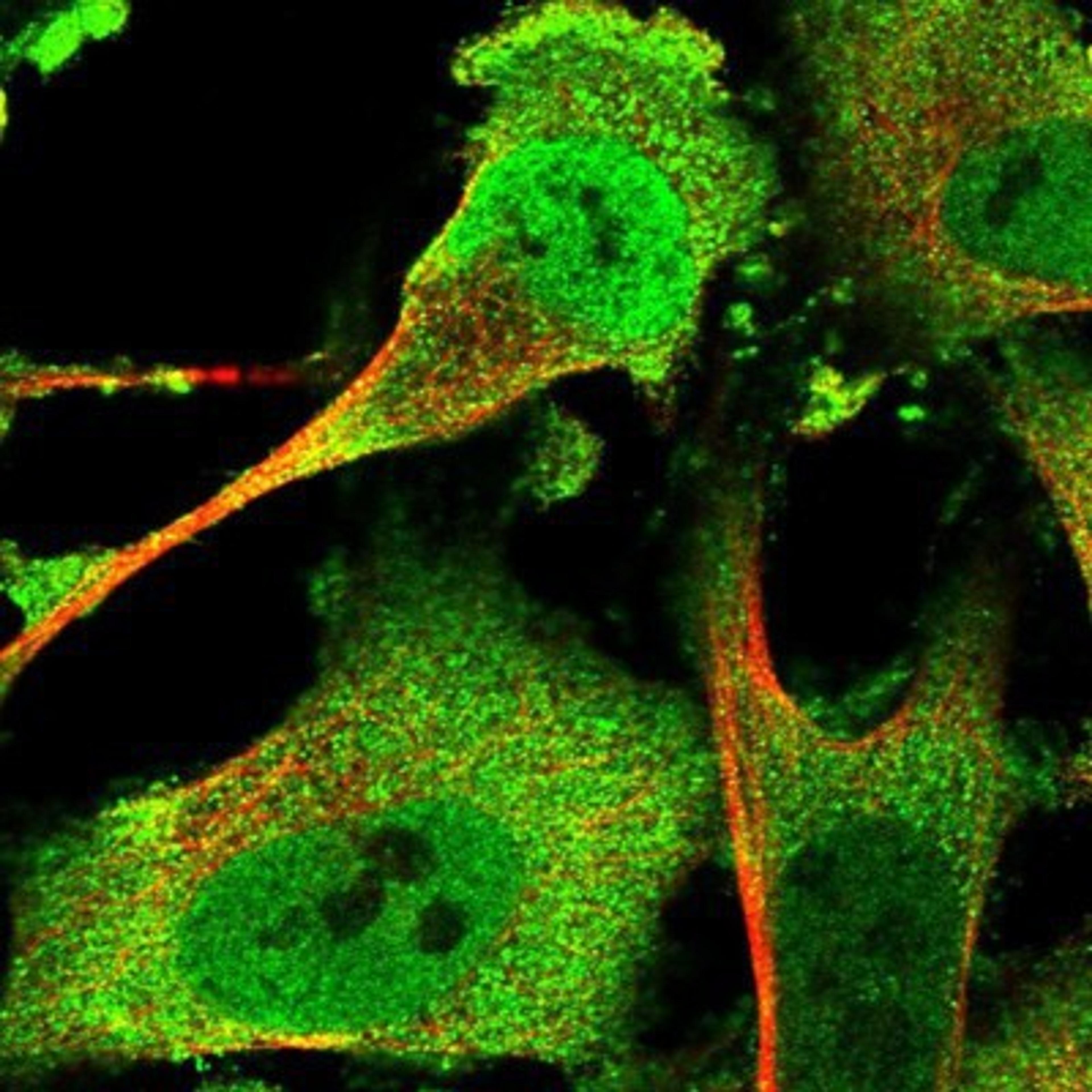 Immunocytochemistry/Immunofluorescence: ZC3H12A Antibody [NBP1-83587] Staining of human cell line U-251MG shows positivity in nucleus but not nucleoli & cytoplasm.