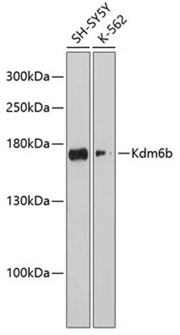 Western blot - Kdm6b antibody (A12763)