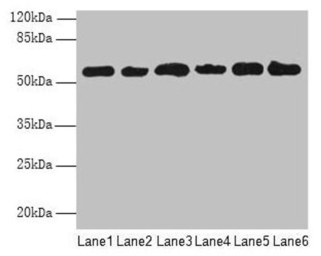 Western blot. All lanes: PHF10 antibody at 8µg/ml. Lane 1: Hela whole cell lysate. Lane 2: 293T whole cell lysate. Lane 3: A2780 whole cell lysate. Lane 4: U251 whole cell lysate. Lane 5: A549 whole cell lysate. Lane 6: A375 whole cell lysate. Secondary. Goat polyclonal to rabbit IgG at 1/10000 dilution. Predicted band size: 57, 56, 52 kDa. Observed band size: 57 kDa