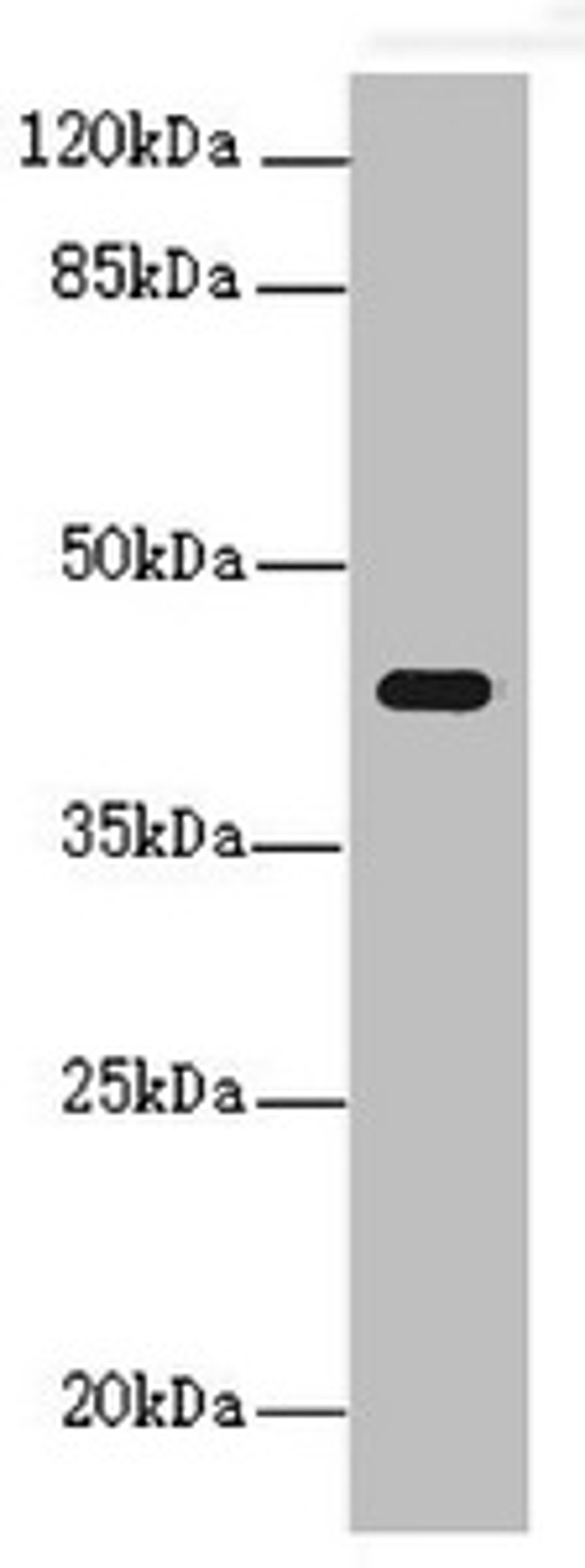 Western blot. All lanes: PEX3 antibody at 1.24ug/ml + Mouse kidney tissue. Secondary. Goat polyclonal to rabbit IgG at 1/10000 dilution. Predicted band size: 42 kDa. Observed band size: 42 kDa.
