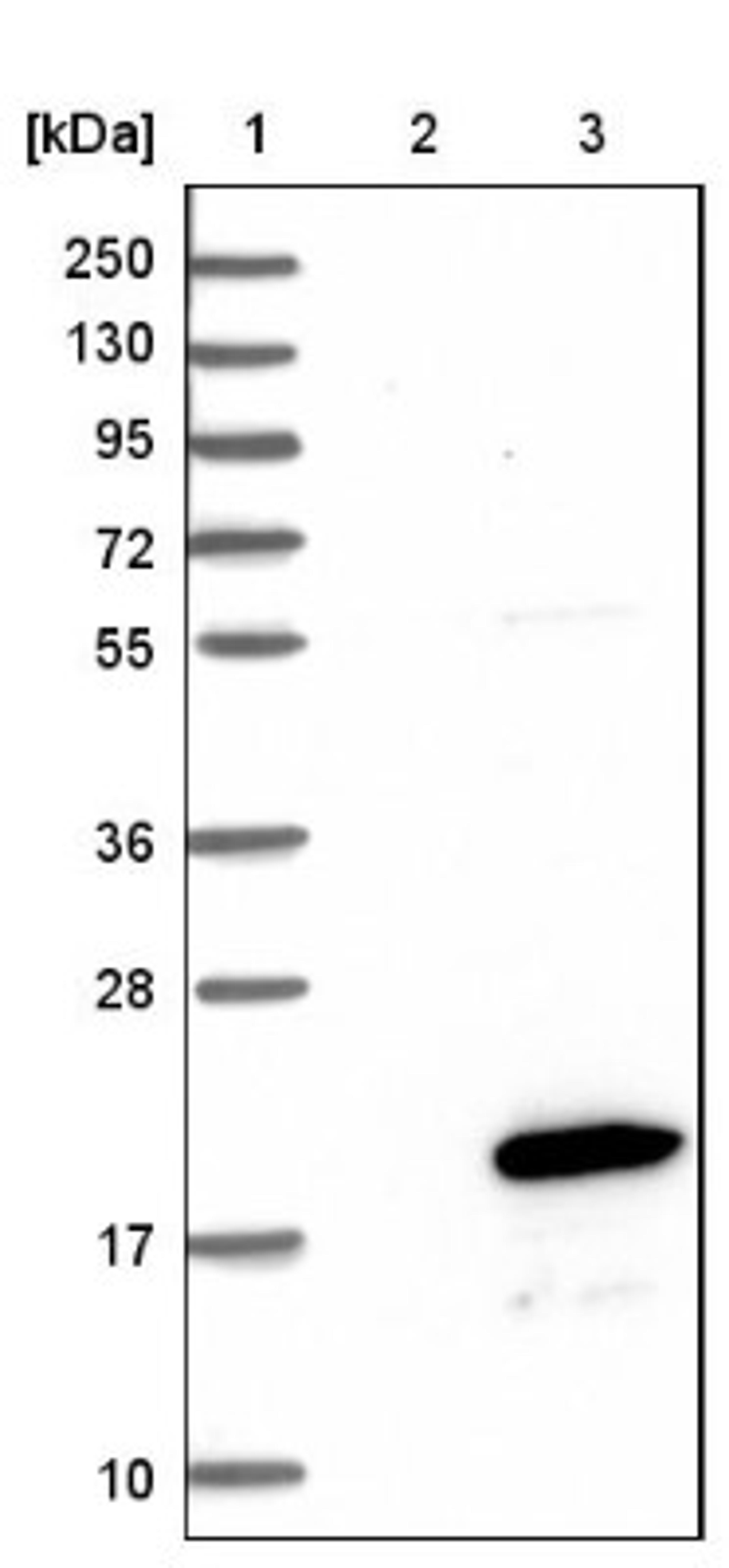 Western Blot: C11orf45 Antibody [NBP1-81900] - Lane 1: Marker [kDa] 250, 130, 95, 72, 55, 36, 28, 17, 10<br/>Lane 2: Negative control (vector only transfected HEK293T lysate)<br/>Lane 3: Over-expression lysate (Co-expressed with a C-terminal myc-DDK tag (~3.1 kDa) in mammalian HEK293T cells, LY403415)