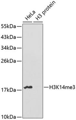 Western blot - TriMethyl-Histone H3-K14 antibody (A5279)