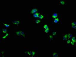 Immunofluorescence staining of PC-3 cells with CSB-PA613485LA01HU at 1:166, counter-stained with DAPI. The cells were fixed in 4% formaldehyde, permeabilized using 0.2% Triton X-100 and blocked in 10% normal Goat Serum. The cells were then incubated with the antibody overnight at 4°C. The secondary antibody was Alexa Fluor 488-congugated AffiniPure Goat Anti-Rabbit IgG(H+L).