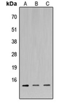 Western blot analysis of HeLa (Lane1), Raw264.7 (Lane2), H9C2 (Lane3) whole cell using MIA1 antibody