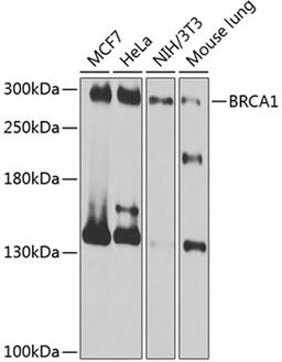 Western blot - BRCA1 antibody (A11549)