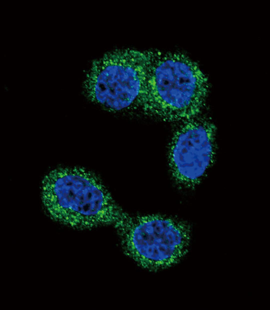 Confocal immunofluorescent analysis of HNMT Antibody with Hela cell followed by Alexa Fluor 488-conjugated goat anti-rabbit lgG (green).DAPI was used to stain the cell nuclear (blue).