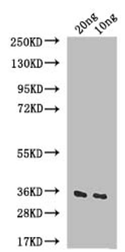 Western Blot. Positive WB detected in: recombinant protein. All lanes: IAA6 Antibody at 1:1000. Secondary. Goat polyclonal to rabbit IgG at 1/50000 dilution. Predicted band size: 36 kDa. Observed band size: 36 kDa. 