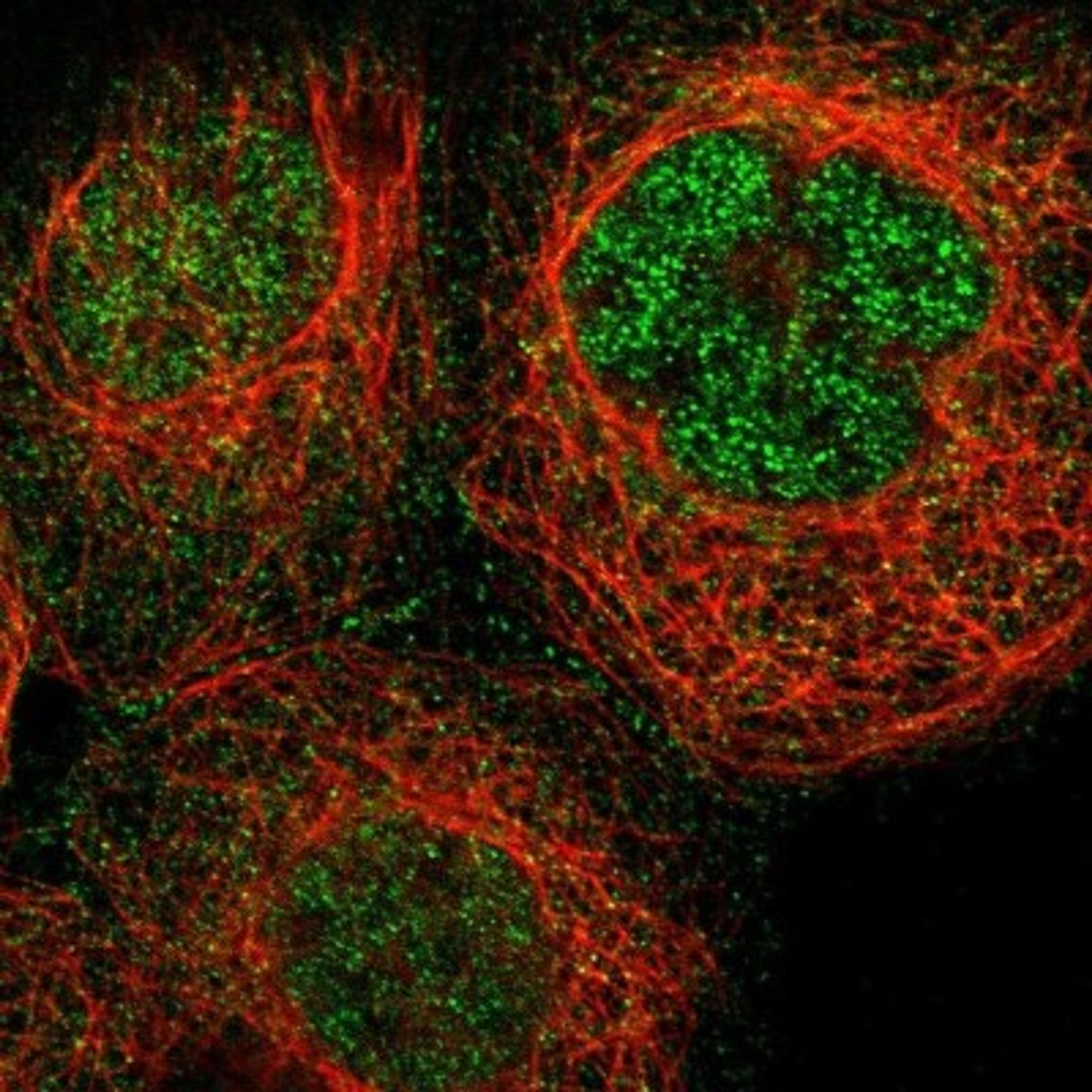 Immunocytochemistry/Immunofluorescence: RABL4 Antibody [NBP1-87170] - Staining of human cell line A-431 shows positivity in nucleus but not nucleoli & mitochondria.