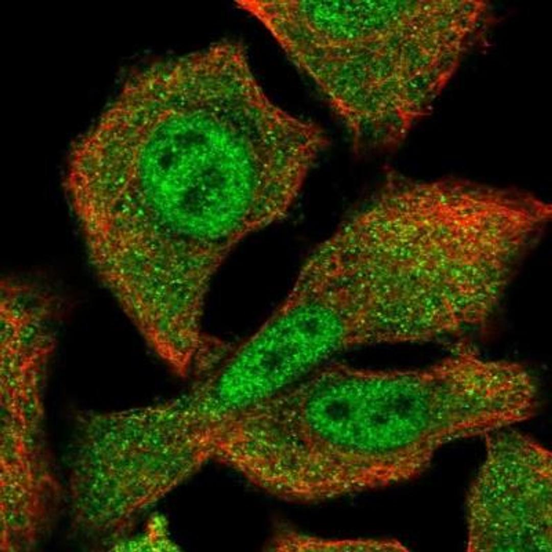 Immunocytochemistry/Immunofluorescence: CDC25B Antibody [NBP2-32626] -  Immunofluorescent staining of human cell line A-549 shows positivity in nucleus but not nucleoli & cytoplasm.