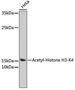 Western blot - Acetyl-Histone H3-K4 antibody (A17019)