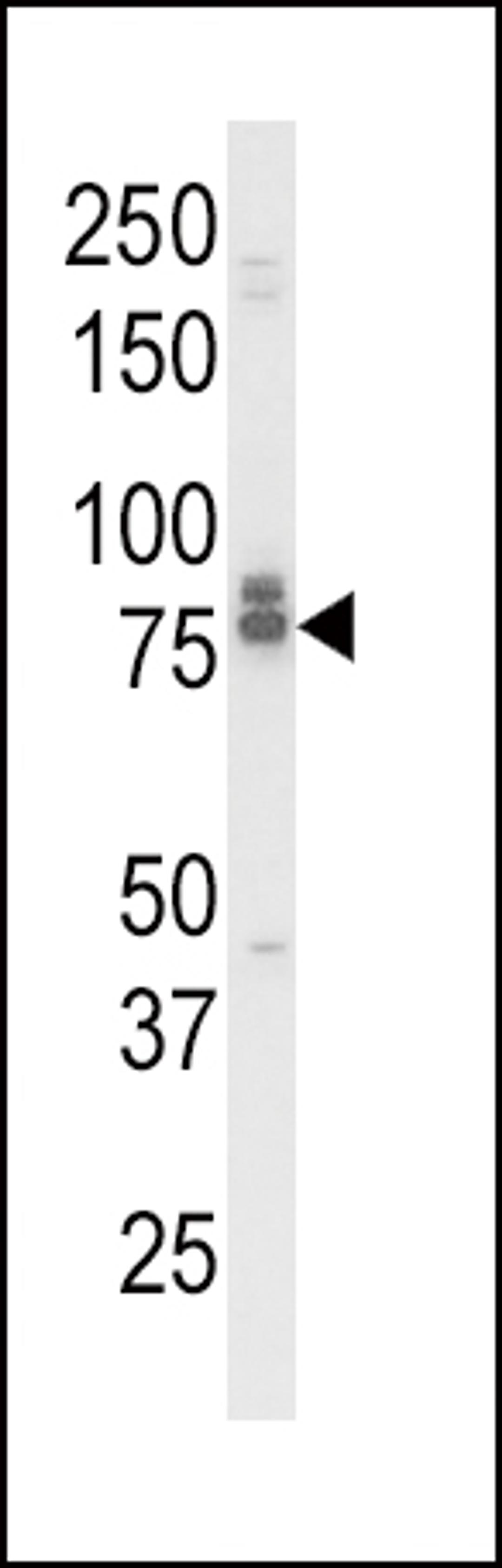 Western blot analysis of IL18RAP Antibody in K562 cell line lysates (35ug/lane)