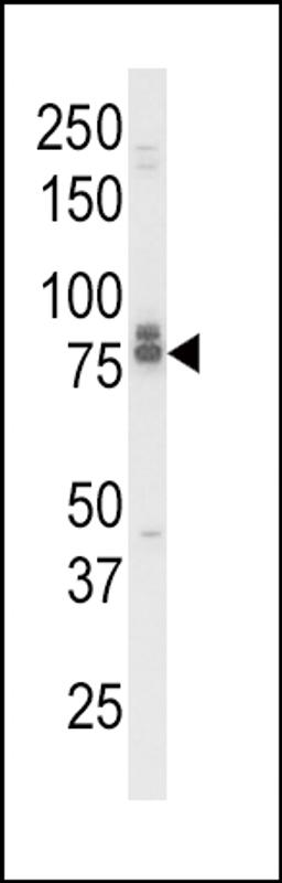 Western blot analysis of IL18RAP Antibody in K562 cell line lysates (35ug/lane)