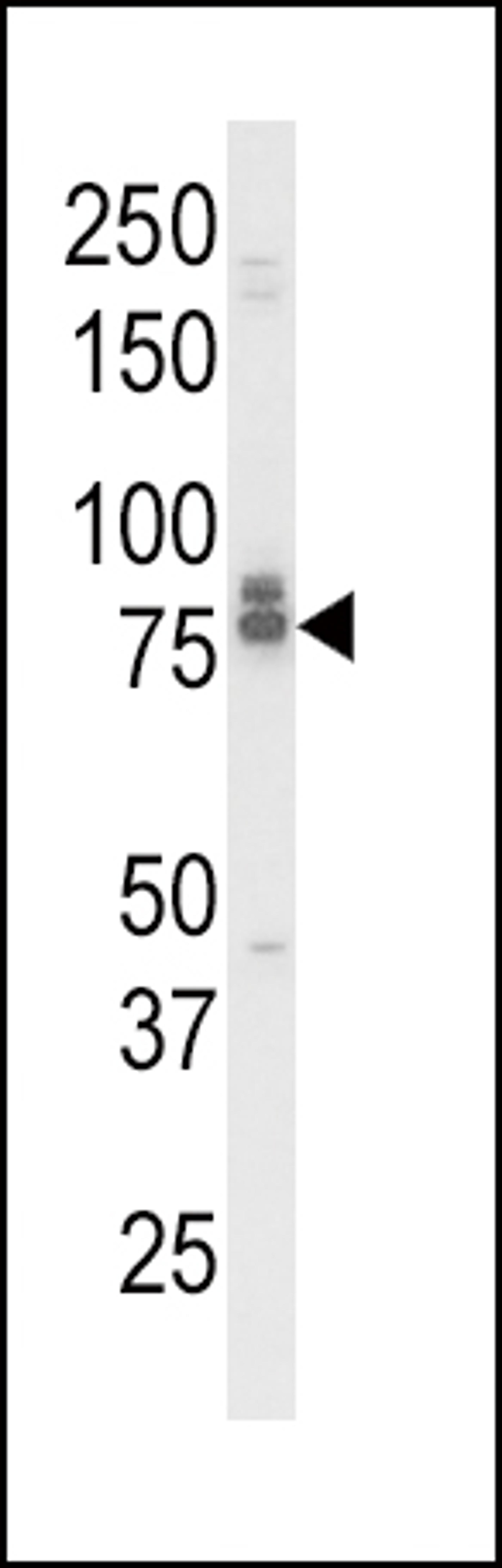 Western blot analysis of IL18RAP Antibody in K562 cell line lysates (35ug/lane)