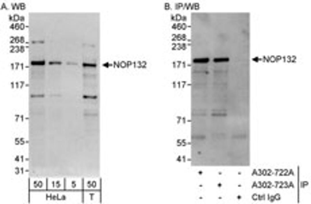 Detection of human NOP132 by western blot and immunoprecipitation.