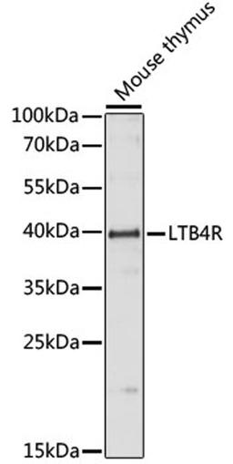 Western blot - LTB4R antibody (A15042)