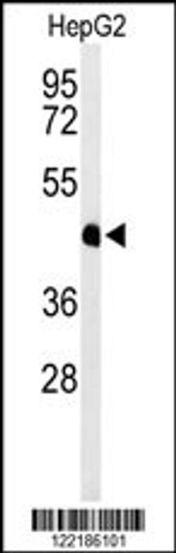 Western blot analysis of HFE2 Antibody in HepG2 cell line lysates (35ug/lane)