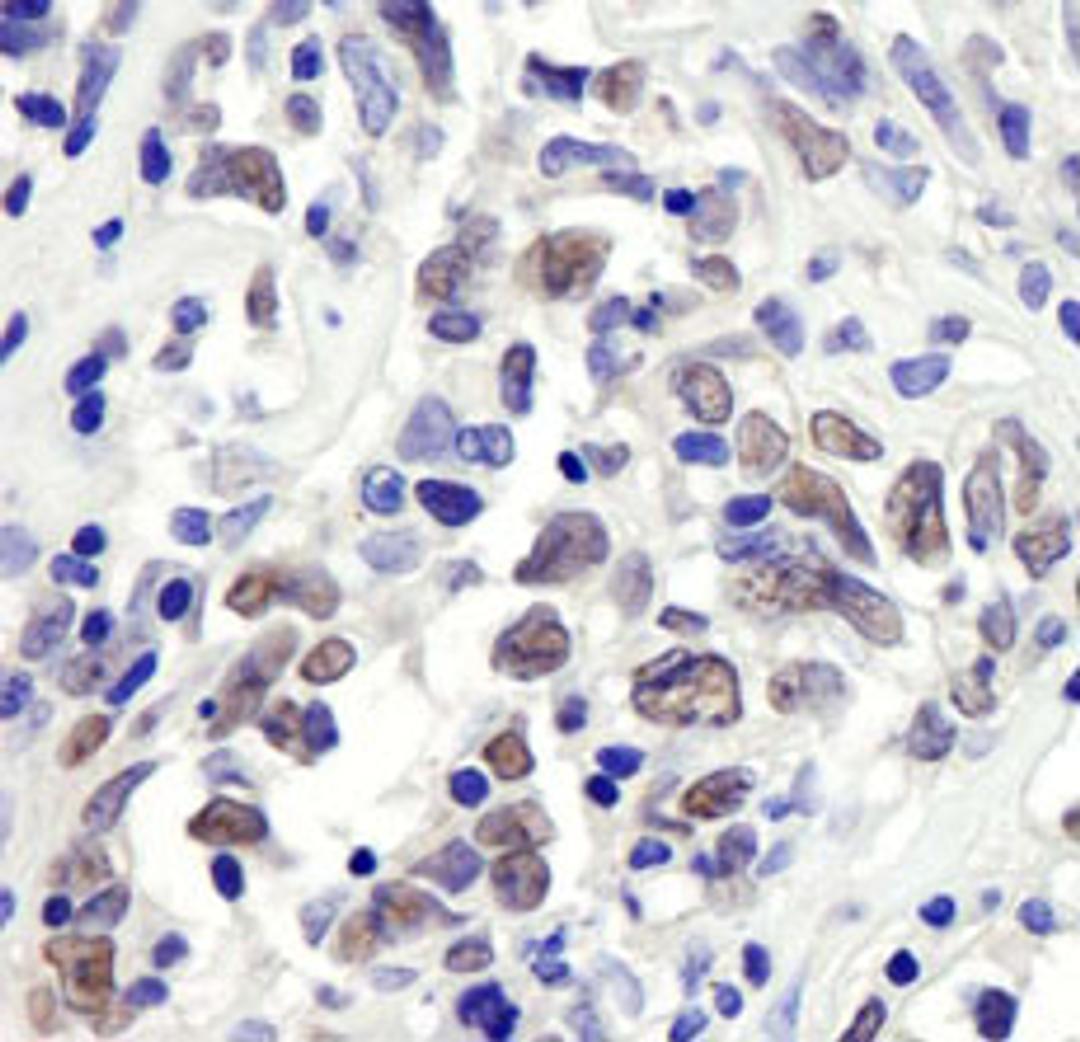 Detection of human RbBP7 by immunohistochemistry.