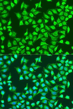 Immunofluorescence - SIRT4 antibody (A15800)