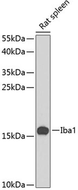 Western blot - Iba1 antibody (A12391)