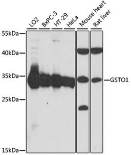 Western blot - GSTO1 antibody (A15354)