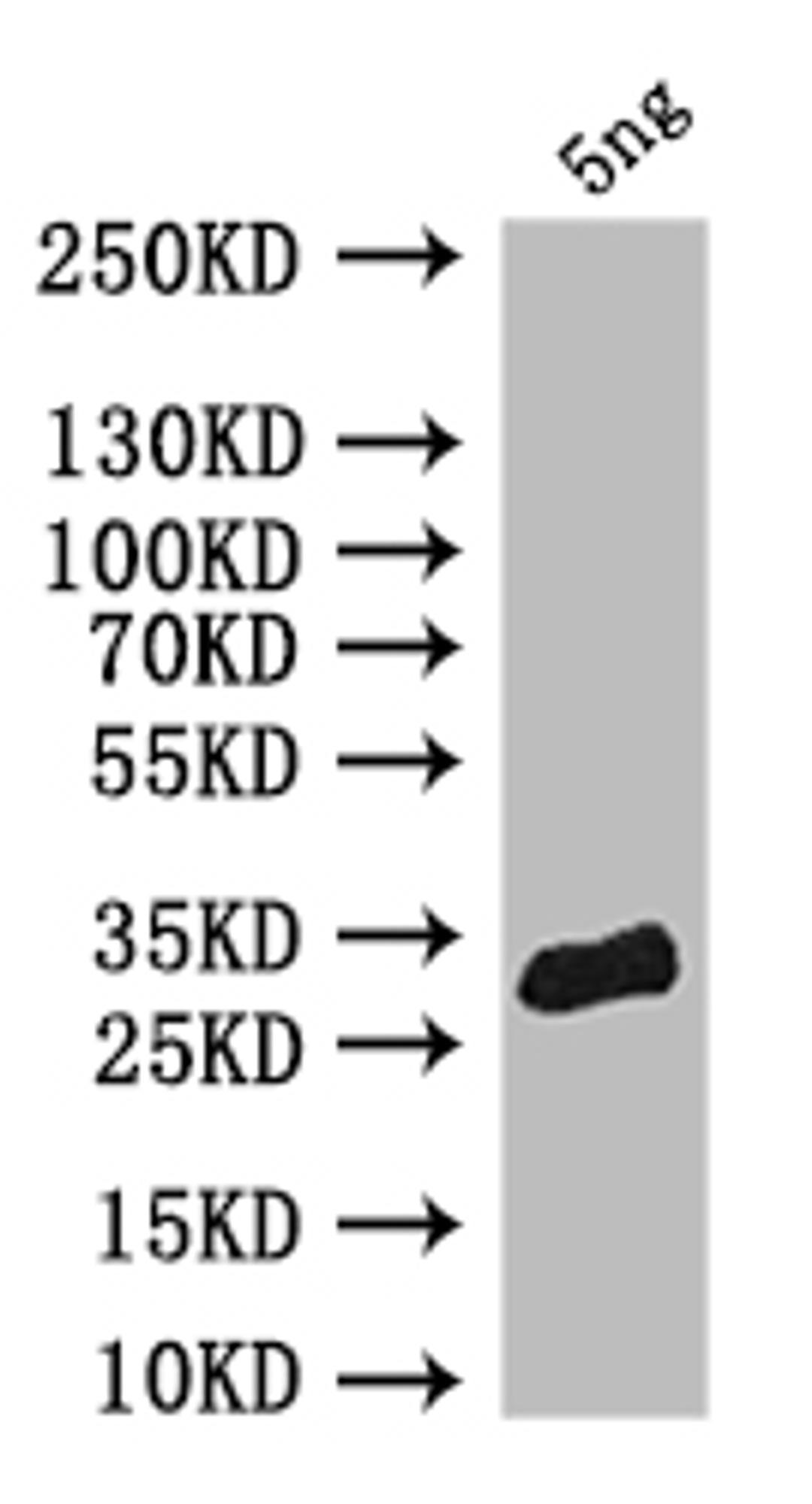 Western Blot. Positive WB detected in: recombinant protein. All lanes: pum Antibody at 1:1000. Secondary. Goat polyclonal to rabbit IgG at 1/50000 dilution. Predicted band size: 30 kDa. Observed band size: 30 kDa.