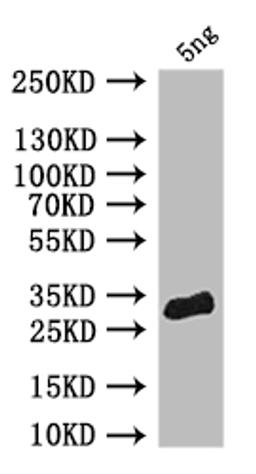 Western Blot. Positive WB detected in: recombinant protein. All lanes: pum Antibody at 1:1000. Secondary. Goat polyclonal to rabbit IgG at 1/50000 dilution. Predicted band size: 30 kDa. Observed band size: 30 kDa.