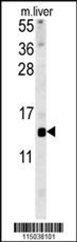 Western blot analysis in mouse liver tissue lysates (15ug/lane).This demonstrates the detected GAL protein (arrow).