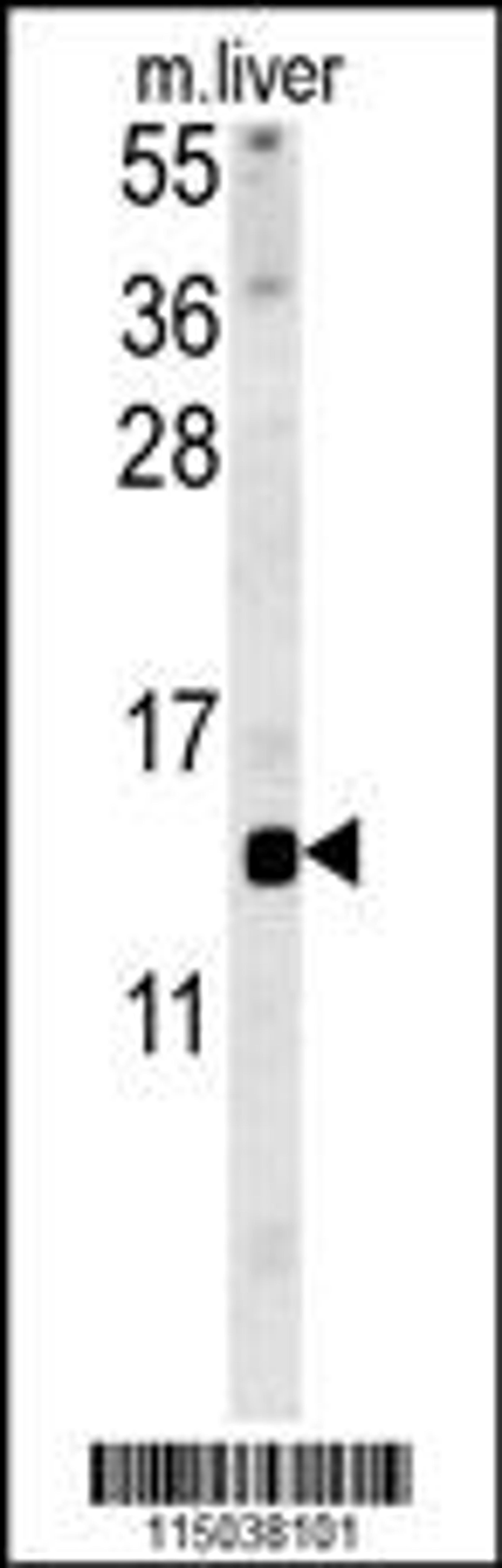 Western blot analysis in mouse liver tissue lysates (15ug/lane).This demonstrates the detected GAL protein (arrow).