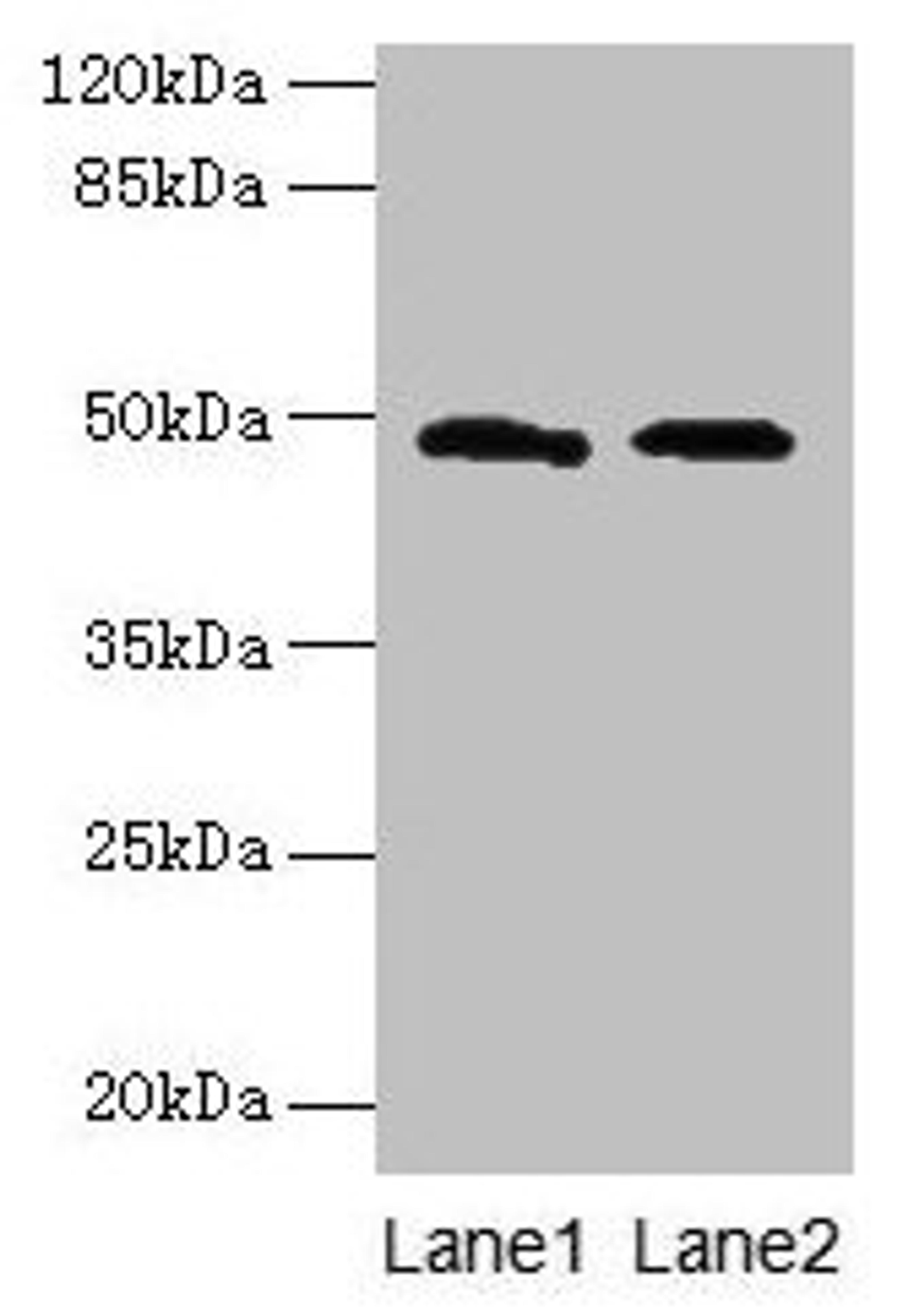 Western blot. All lanes: surA antibody at 12µg/ml. Lane 1: 293T whole cell lysate. Lane 2: DH5α whole cell lysate. Secondary. Goat polyclonal to rabbit IgG at 1/10000 dilution. Predicted band size: 48 kDa. Observed band size: 48 kDa