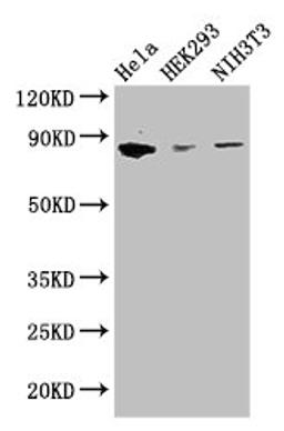 Western Blot. Positive WB detected in: Hela whole cell lysate, HEK293 whole cell lysate, NIH/3T3 whole cell lysate. All lanes: CHGB antibody at 2.8ug/ml. Secondary. Goat polyclonal to rabbit IgG at 1/50000 dilution. Predicted band size: 79 kDa. Observed band size: 79 kDa. 