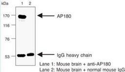 Immunoprecipitation: AP180 Antibody (LP2D11) [NBP1-54484] - Mouse Brain.